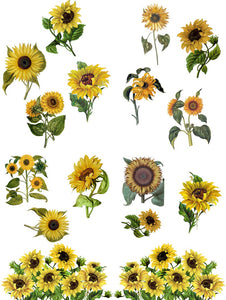 Sunflower Dixie Belle Transfer